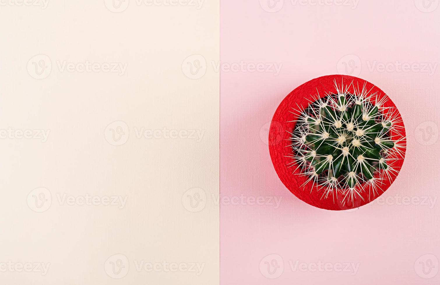 Isolated cactus in red pot. Top view. photo