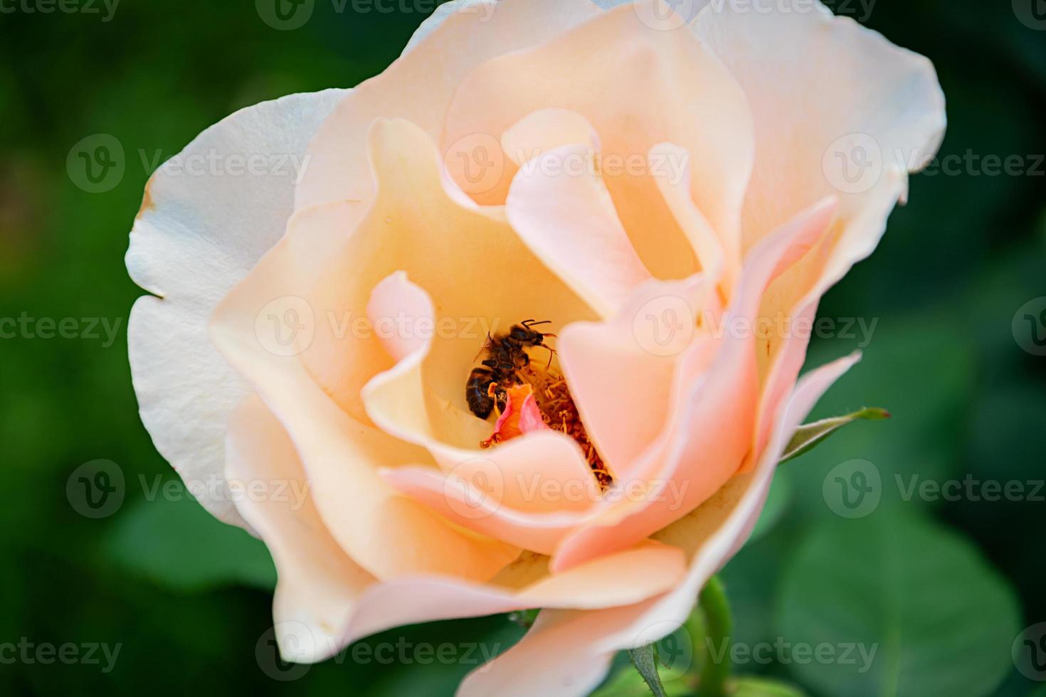 foto de una hermosa flor de verano. fondo de flor en el jardín de verano.