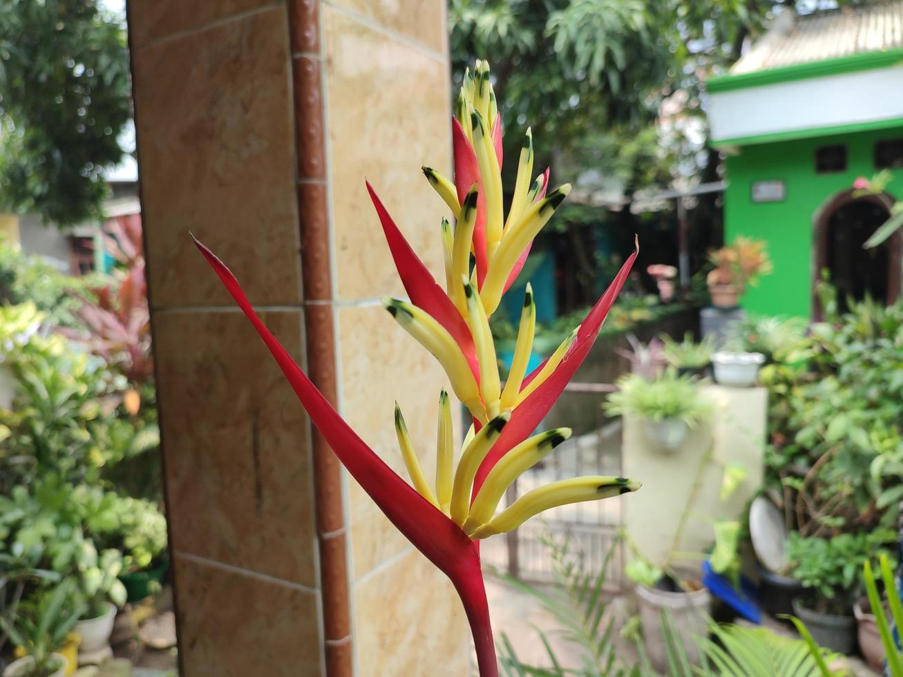 Heliconia psittacorum ornamental plant growing in the yard photo