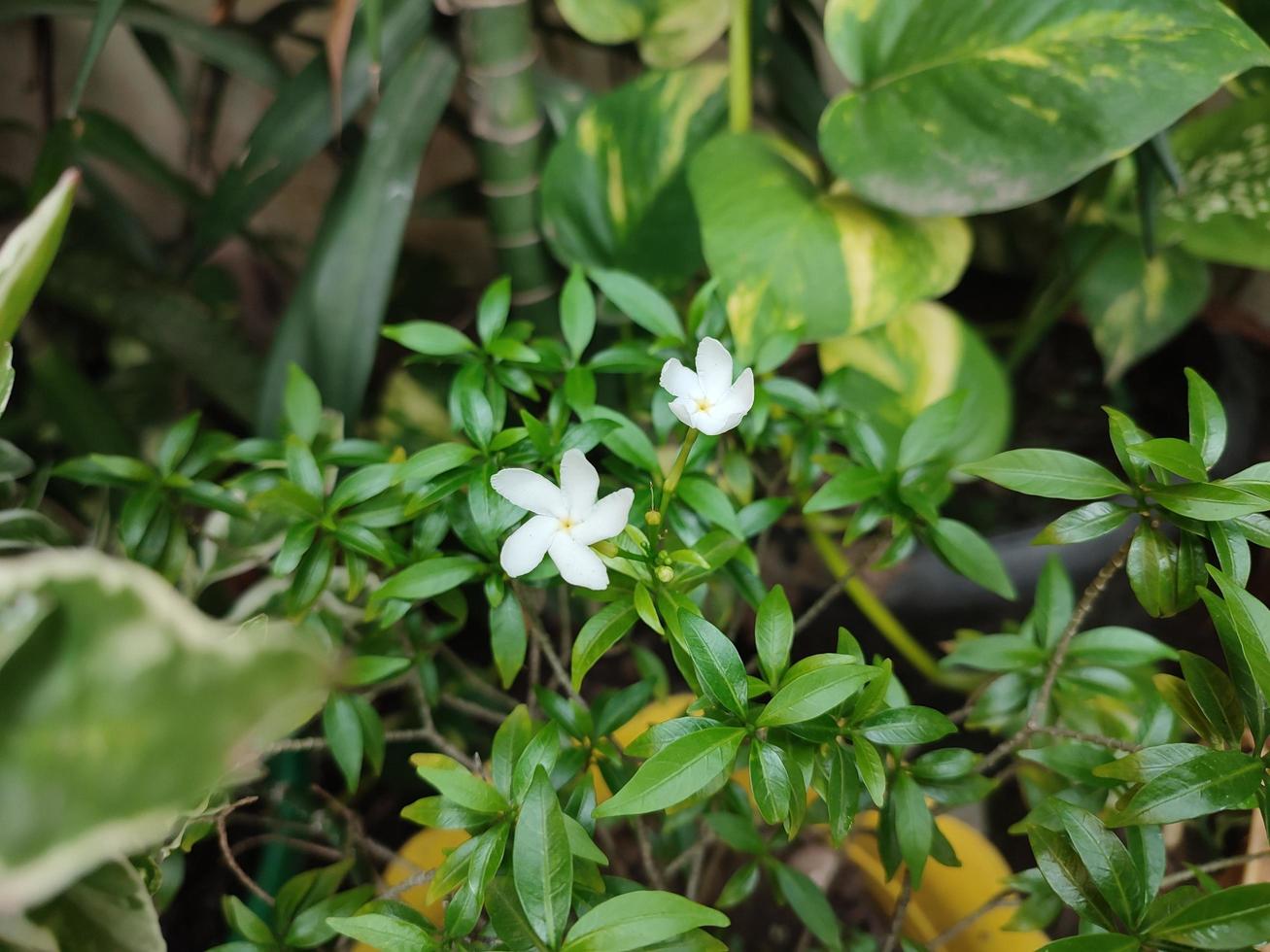 planta con flores mondokaki con el nombre científico tabernaemontana divaricata foto