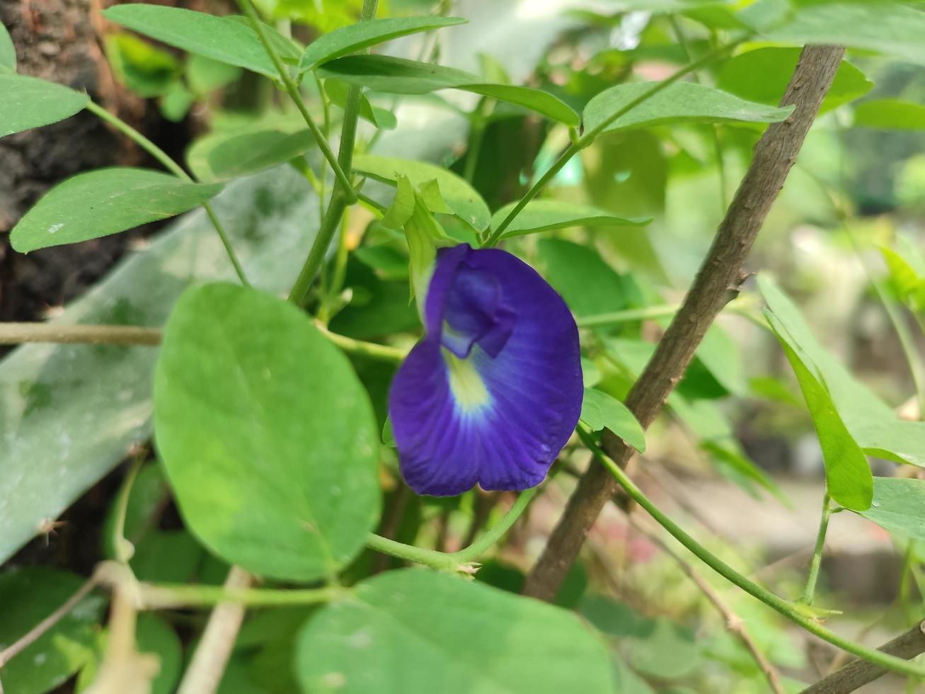 The flowering plant Clitoria ternatea is a vine that is usually found in gardens or forest edges photo