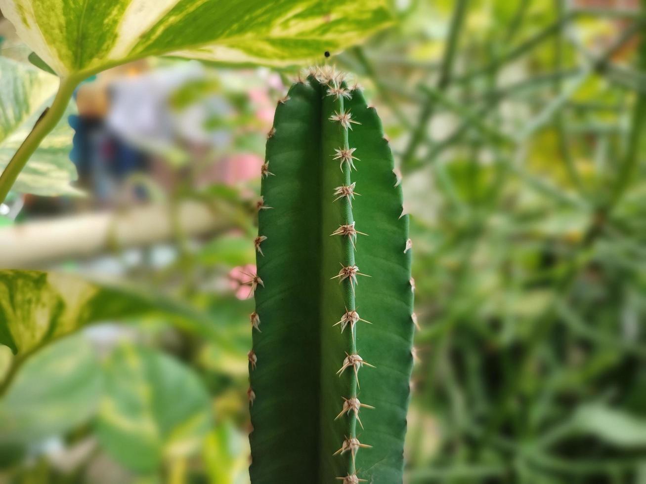 cactus muy fértil foto