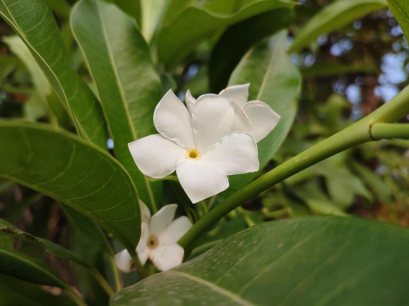 pong-pong tree flower with scientific name Cerbera odollam photo