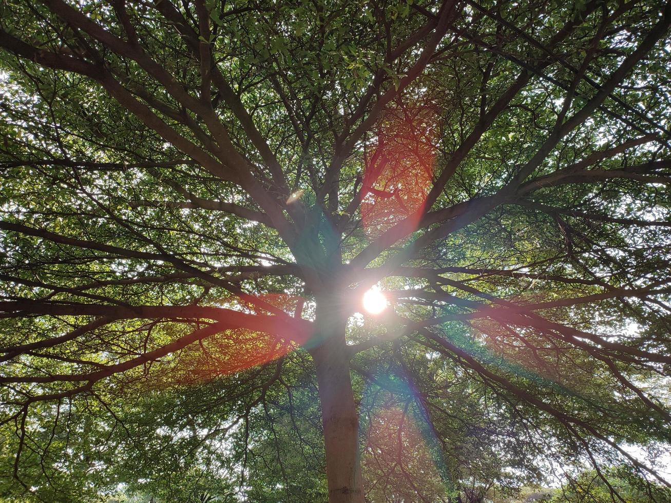 árboles en el jardín iluminado por el sol foto