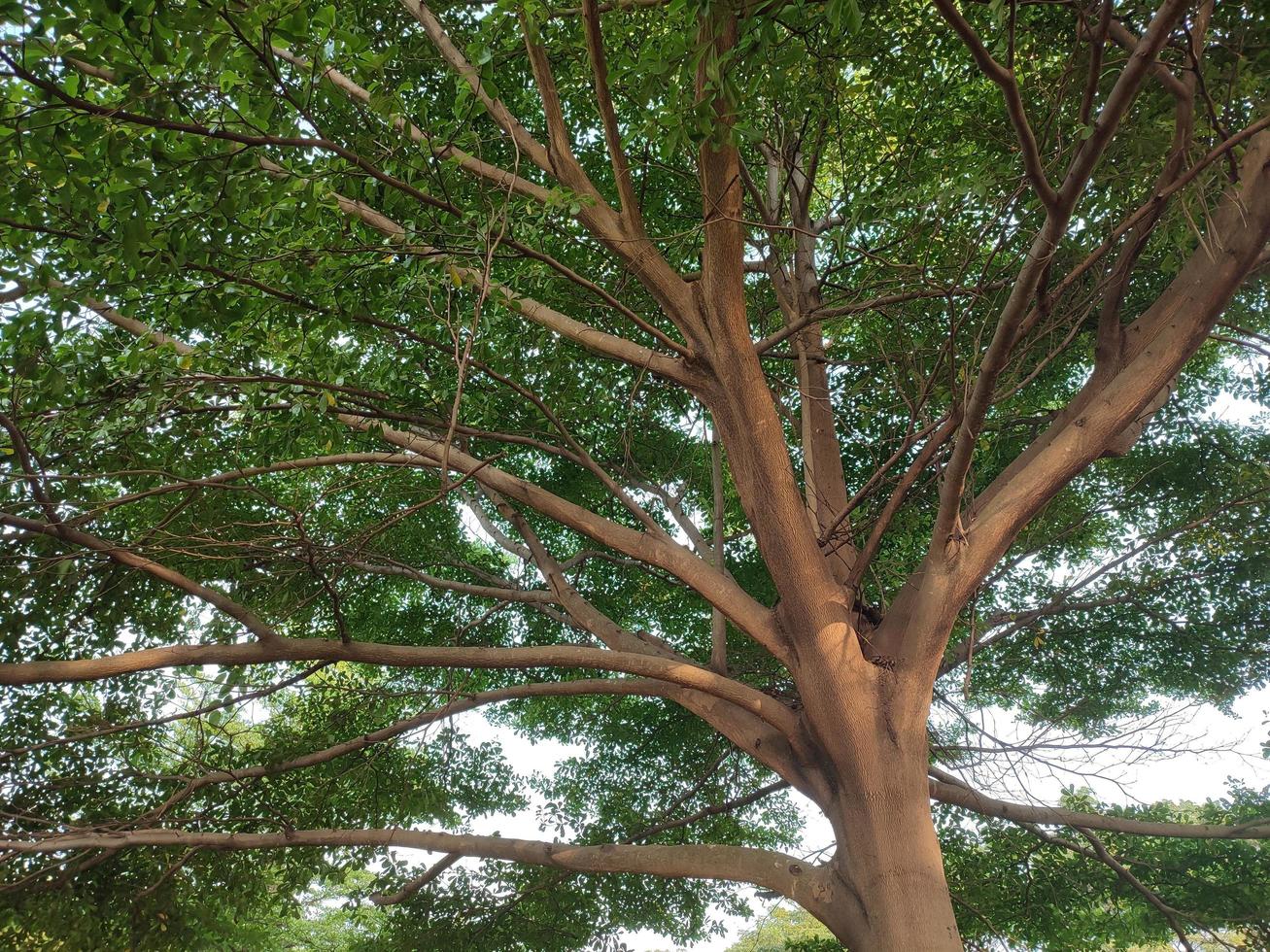 big tree in the middle of the park photo