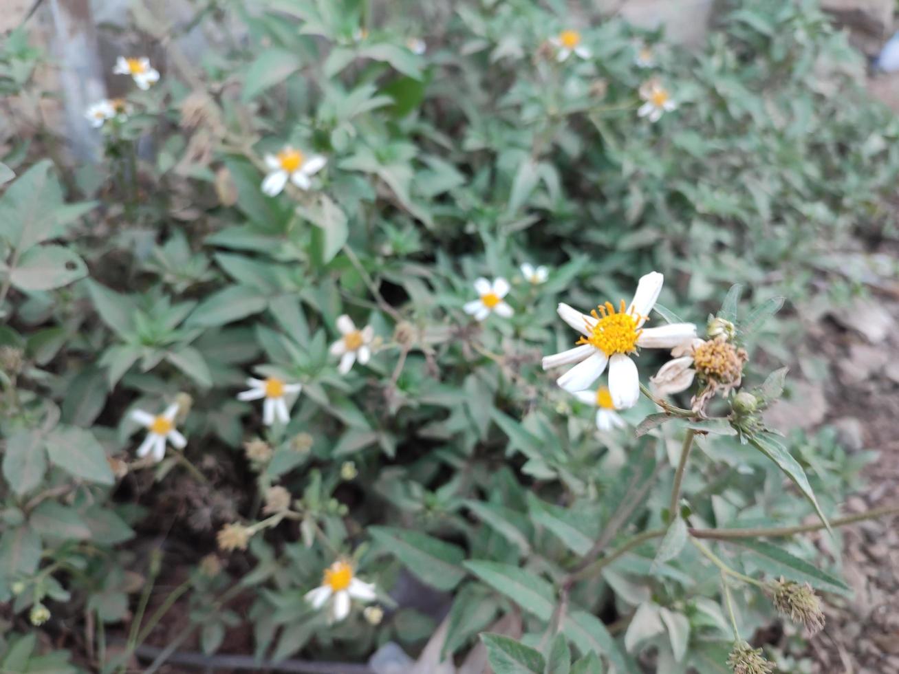 planta de flores blancas con el nombre científico bidens pilosa foto