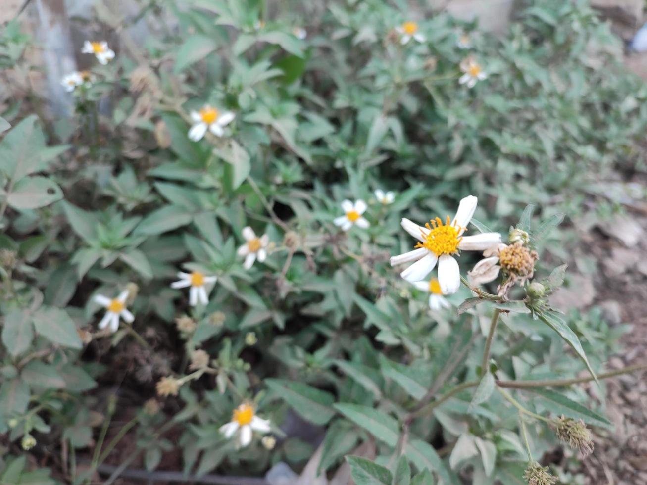 white-flowered plant with the scientific name Bidens pilosa photo