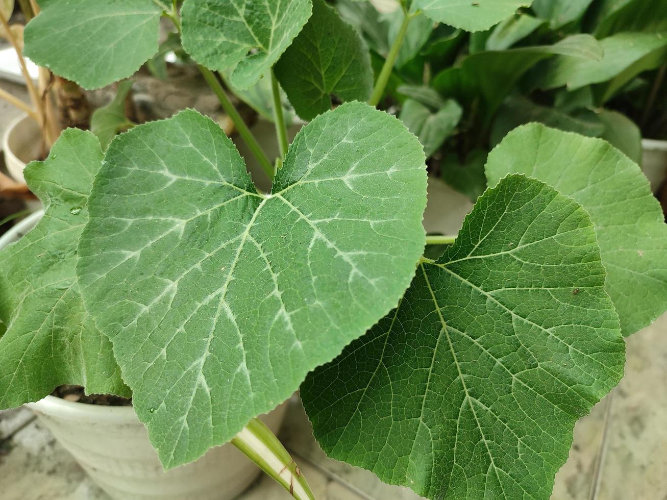 Kabocha leaf texture, kabocha is a sweet gourd variety in the cucurbitaceae family photo