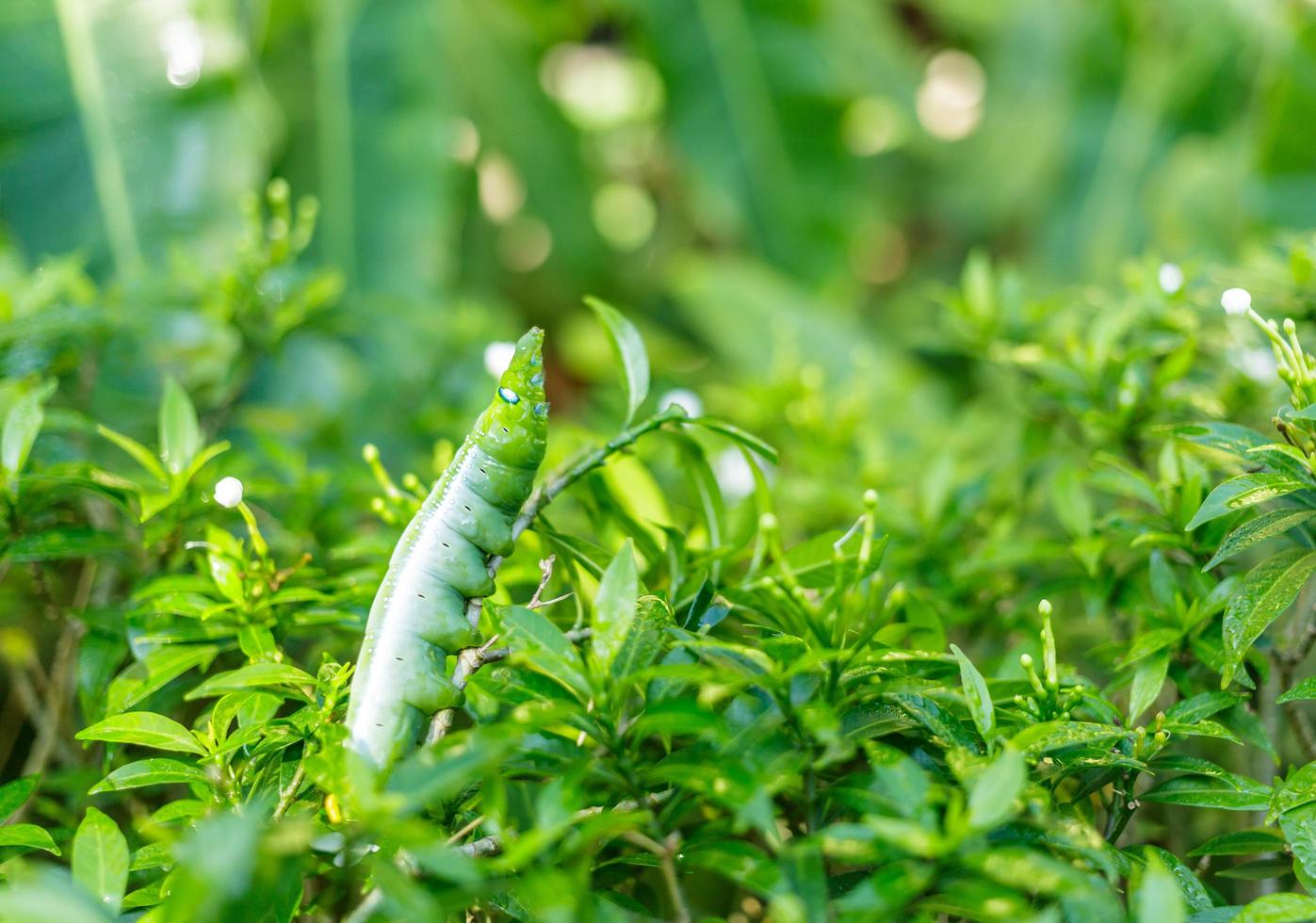 Green caterpillar on leaf photo