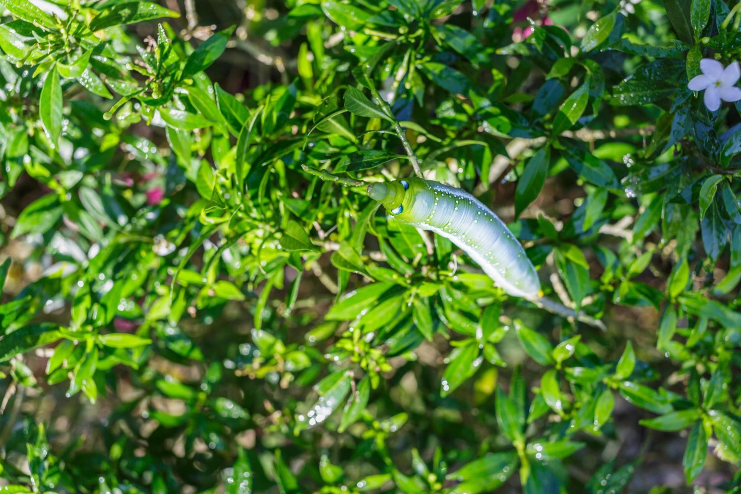 Green caterpillar on leaf photo