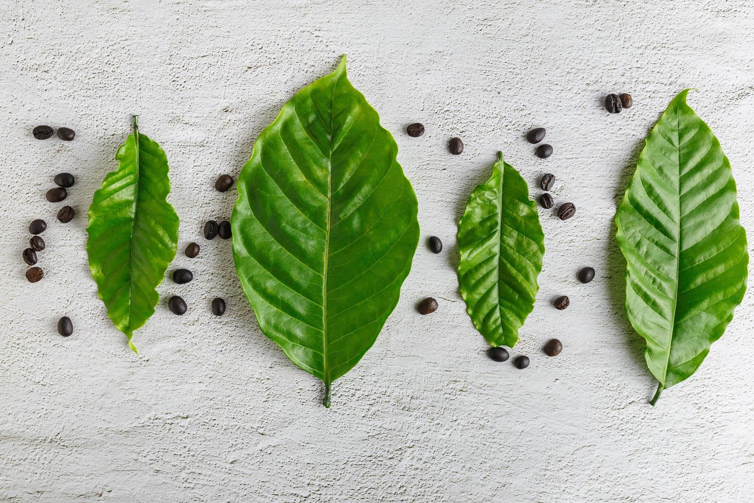 fresh coffee leaves on a white background photo