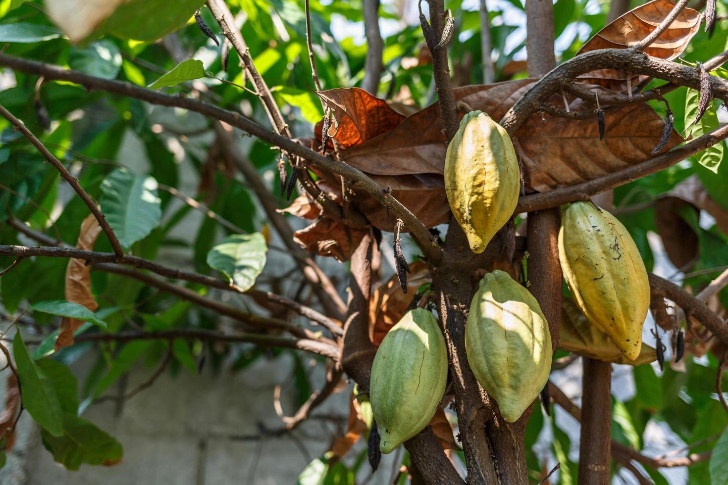 fruta de cacao cruda en el árbol de cacao foto