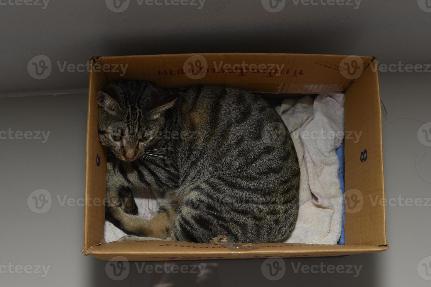 The cat was left in the carton. photo