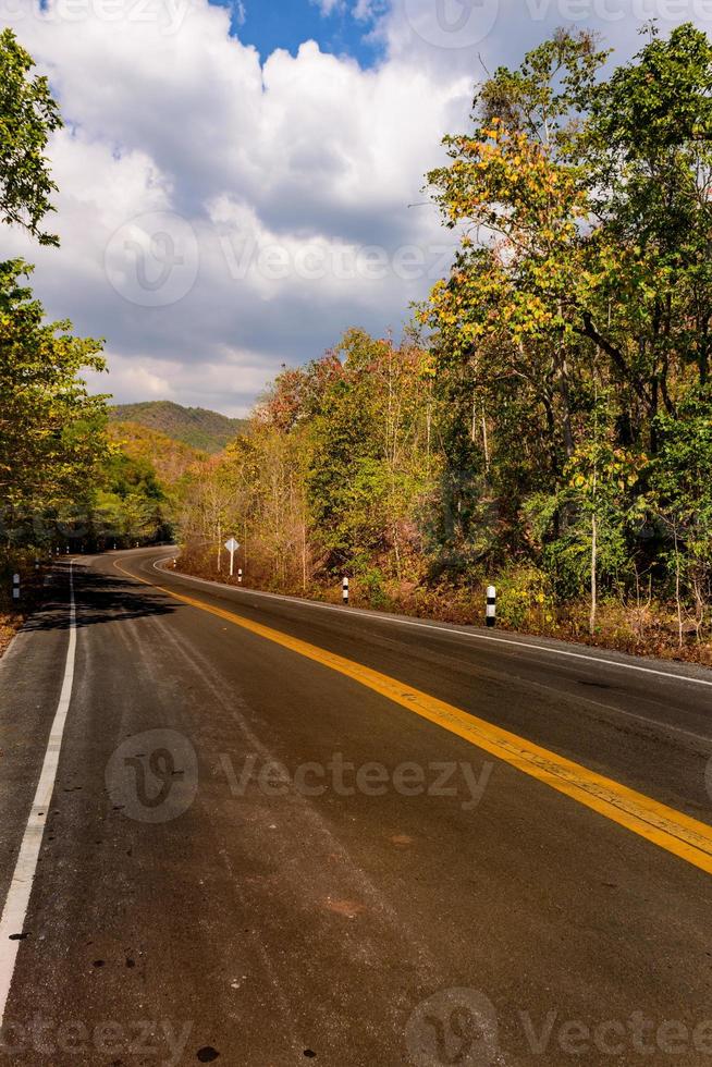 Road and forest color  on both sides photo