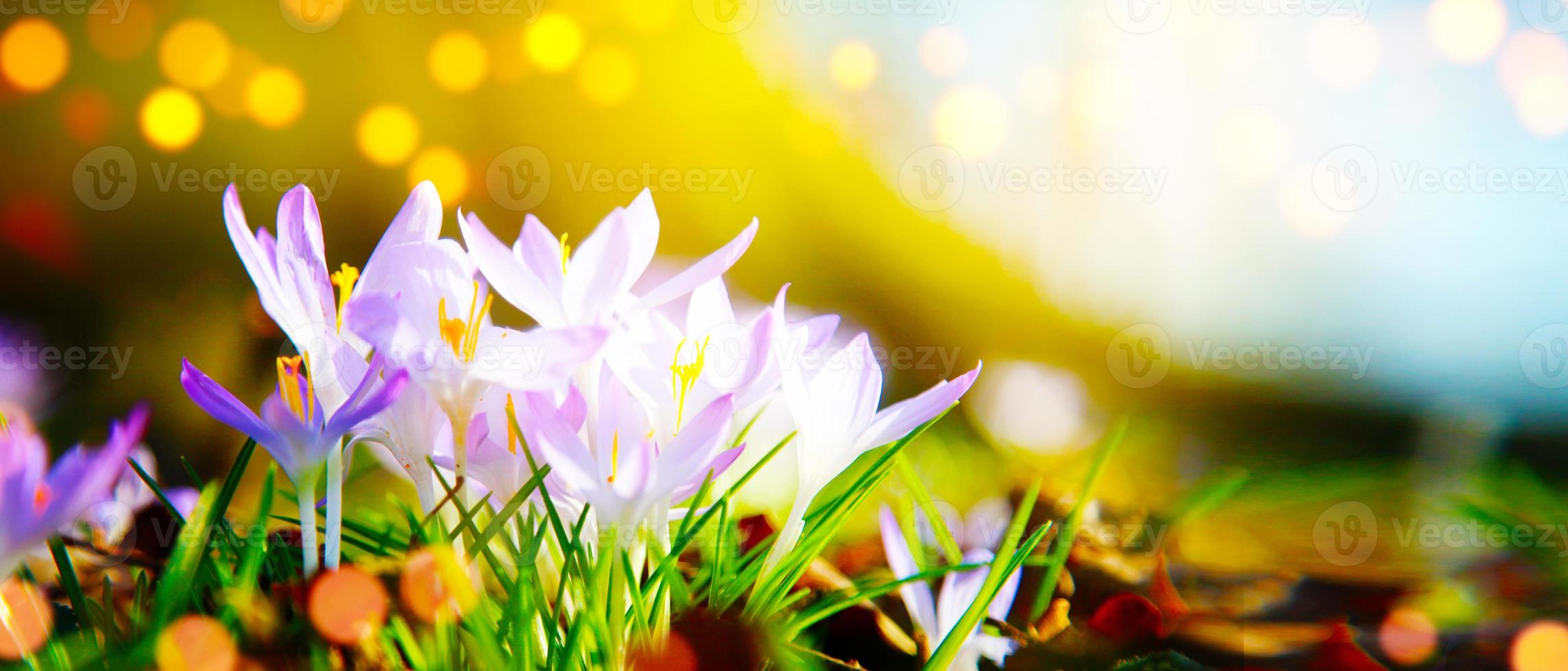 Blooming purple crocus flowers in a soft focus on a sunny spring day photo