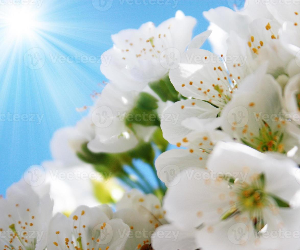 Beautiful branch of blossoming tree in spring. photo