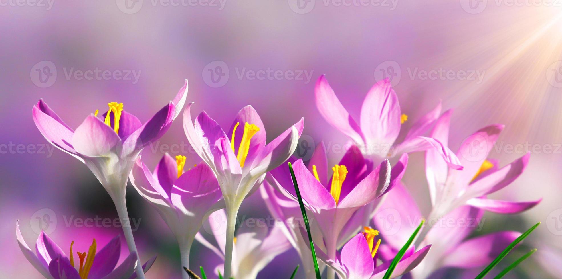 Blooming purple crocus flowers in a soft focus on a sunny spring day photo