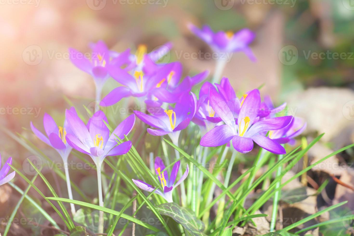 Blooming purple crocus flowers in a soft focus on a sunny spring day photo