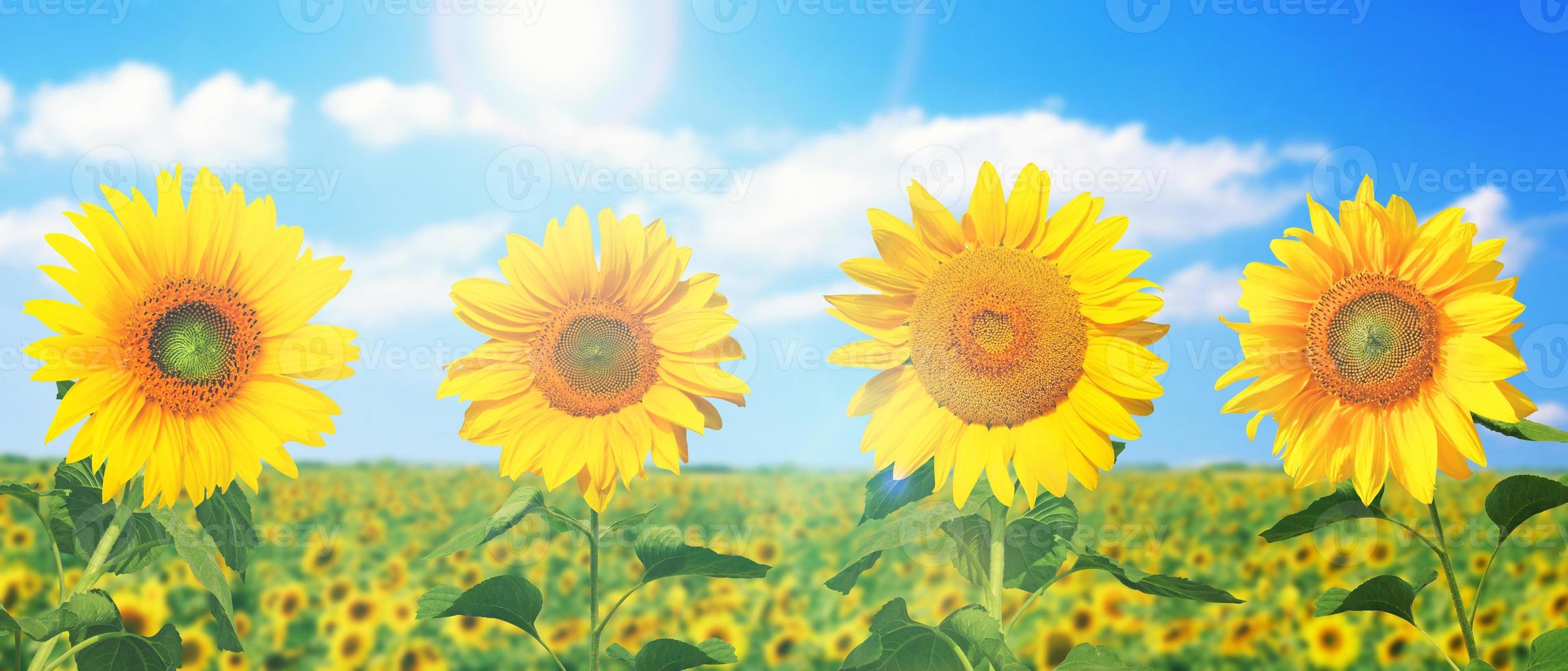 Field of blooming sunflowers on a background blue sky photo