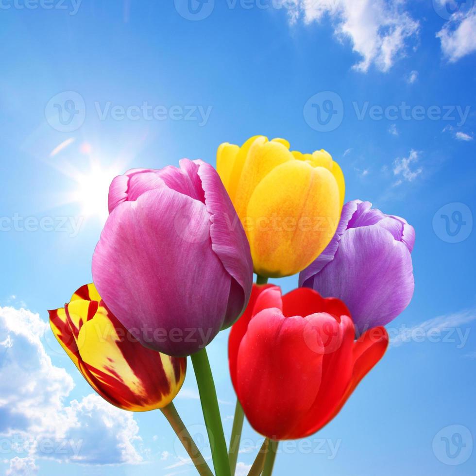 Beautiful tulips. Spring nature background for web banner and card design. photo