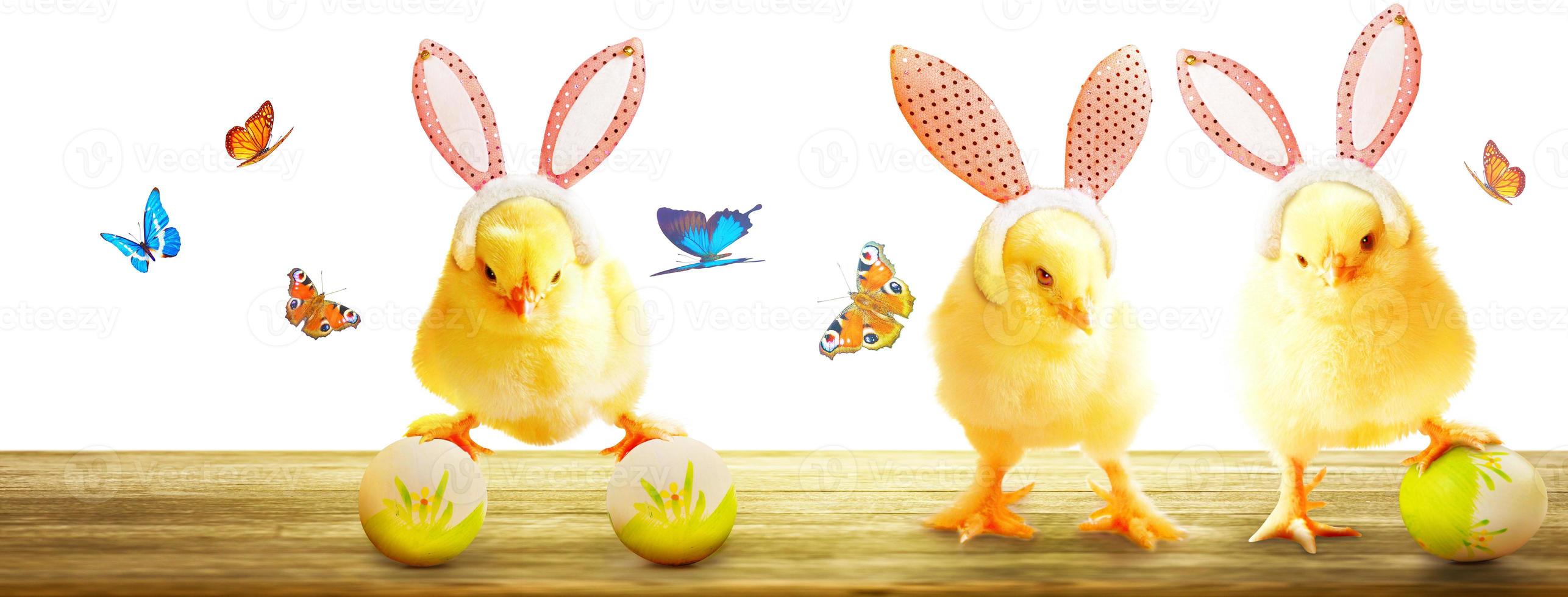 Little cute newborn baby chick for Easter celebration. photo