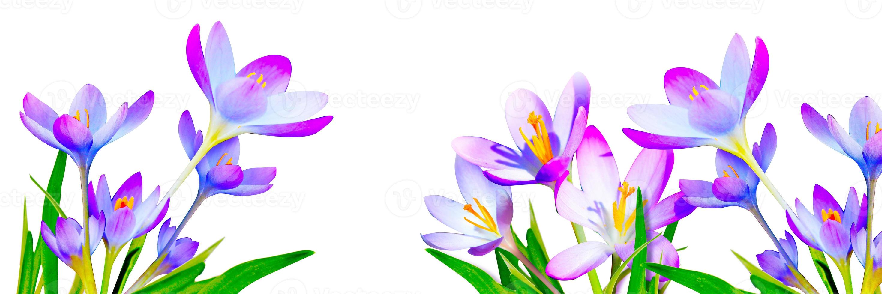 Blooming purple crocus flowers in a soft focus on a sunny spring day photo