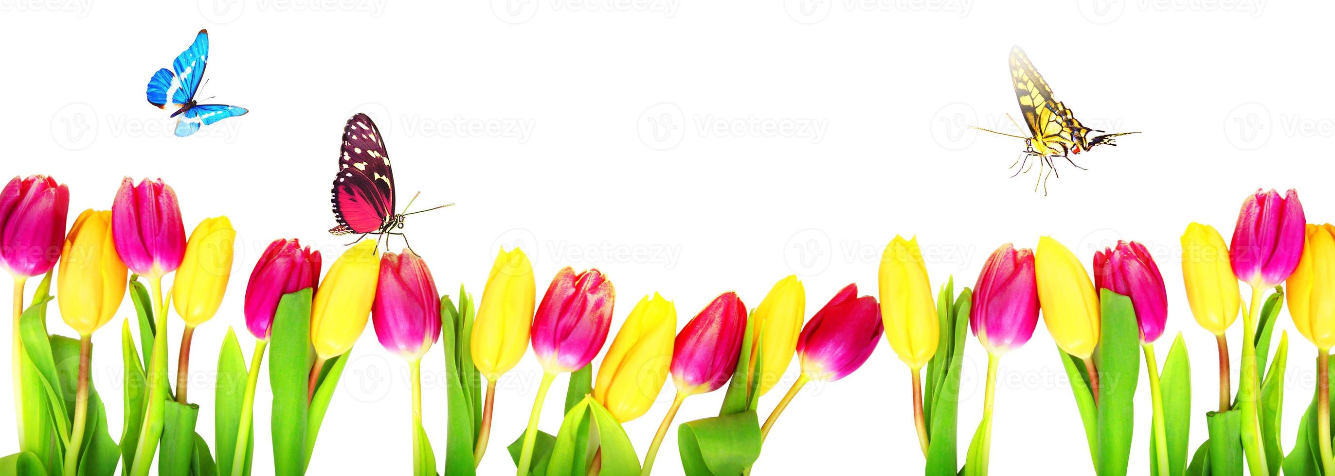 hermosos tulipanes y mariposas. fondo de naturaleza de primavera para banner web foto