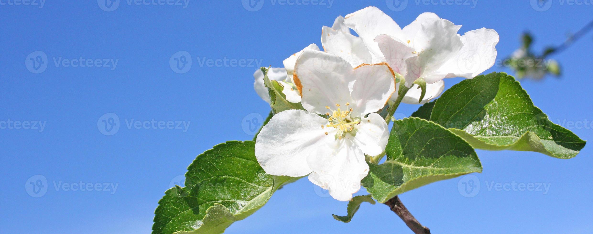 Beautiful branch of blossoming tree in spring. photo