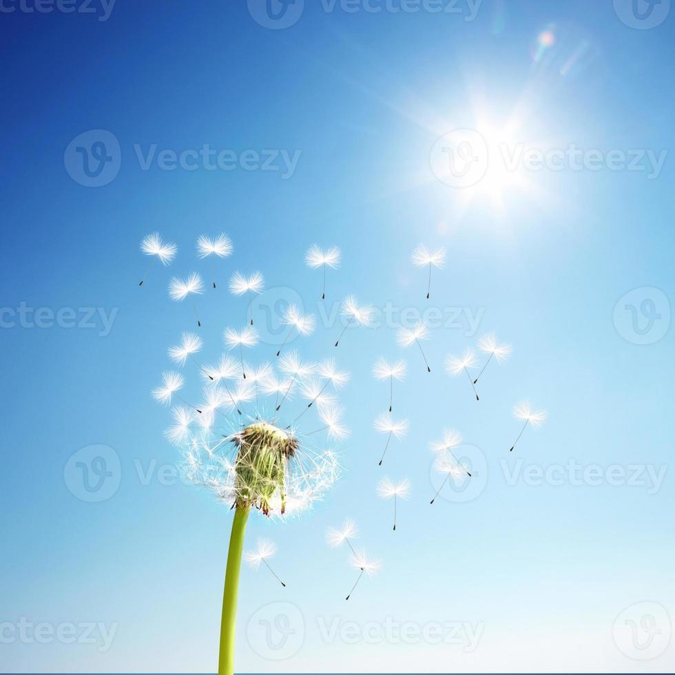 Dandelion flower with flying feathers on blue sky. photo