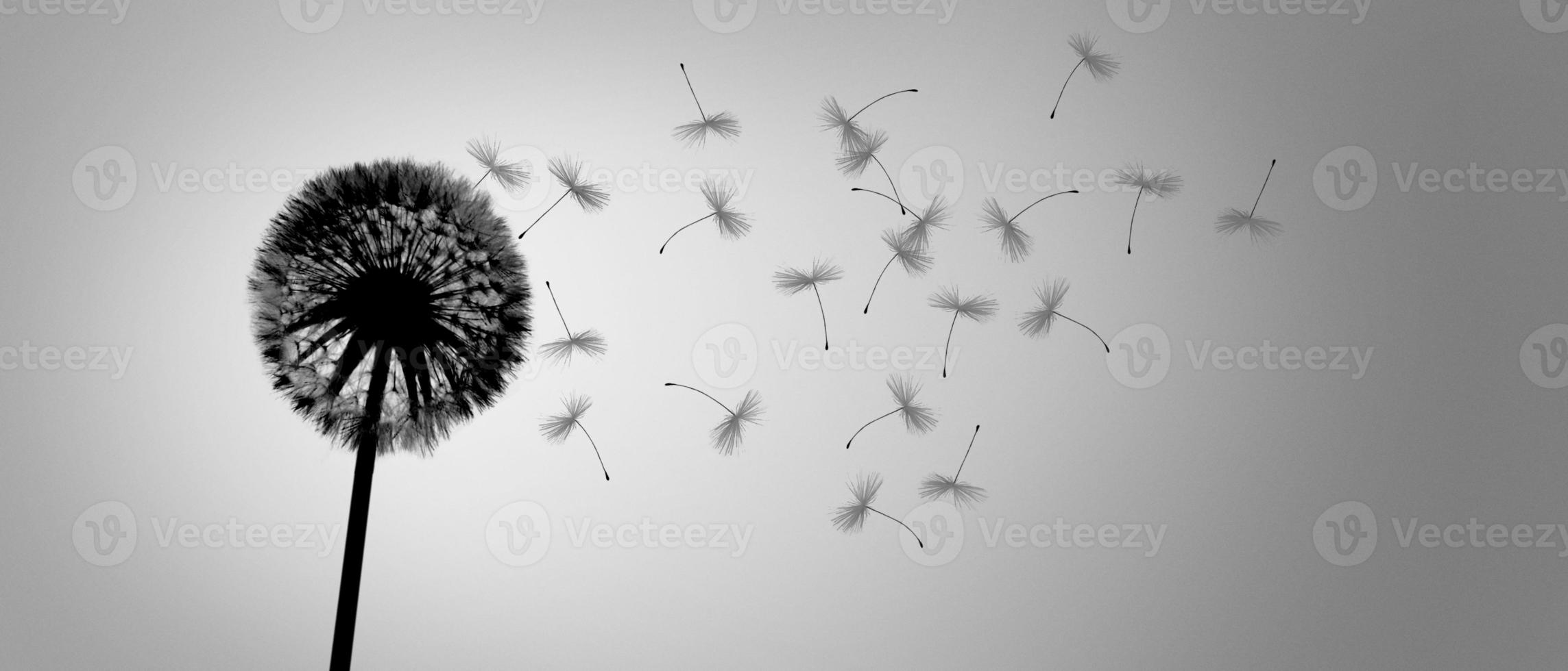 Dandelion flower with flying feathers on blue sky. photo