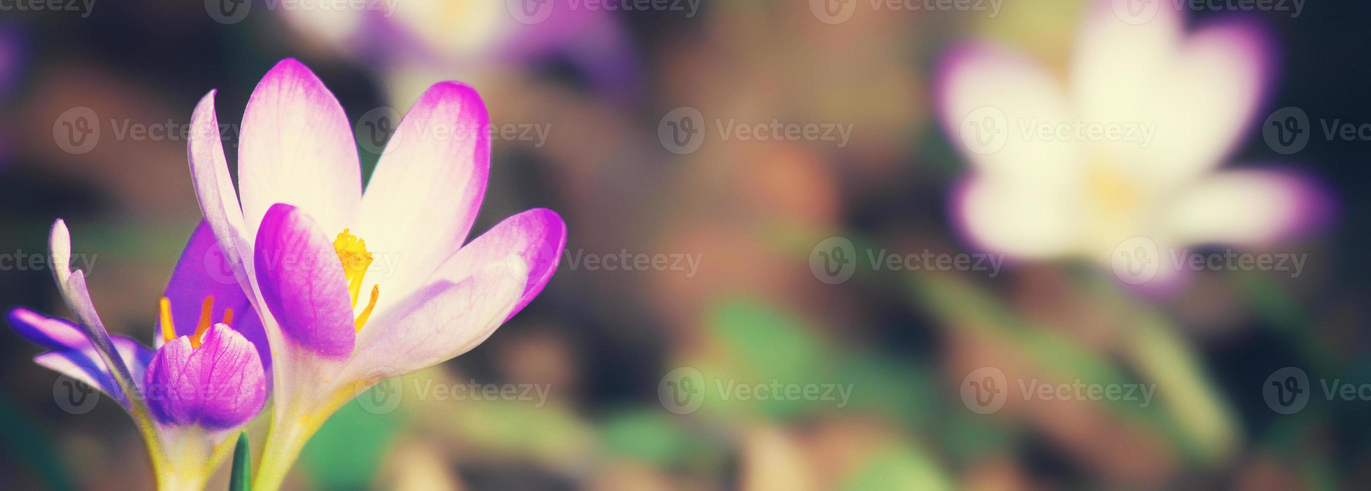 Blooming purple crocus flowers in a soft focus on a sunny spring day photo