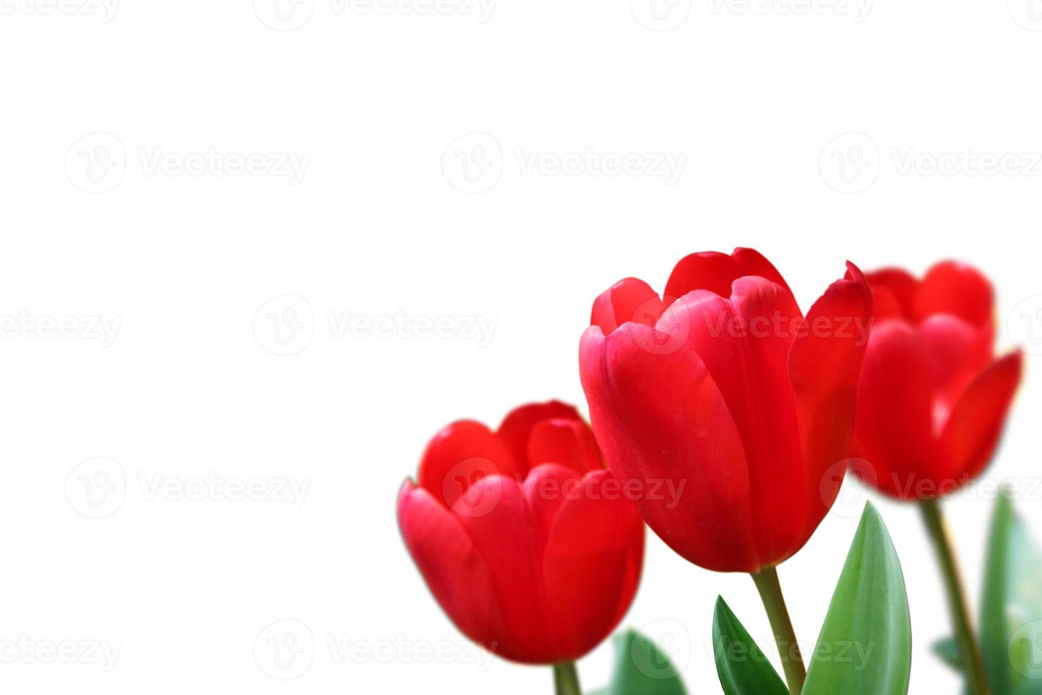 Beautiful tulips. Spring nature background for web banner and card design. photo