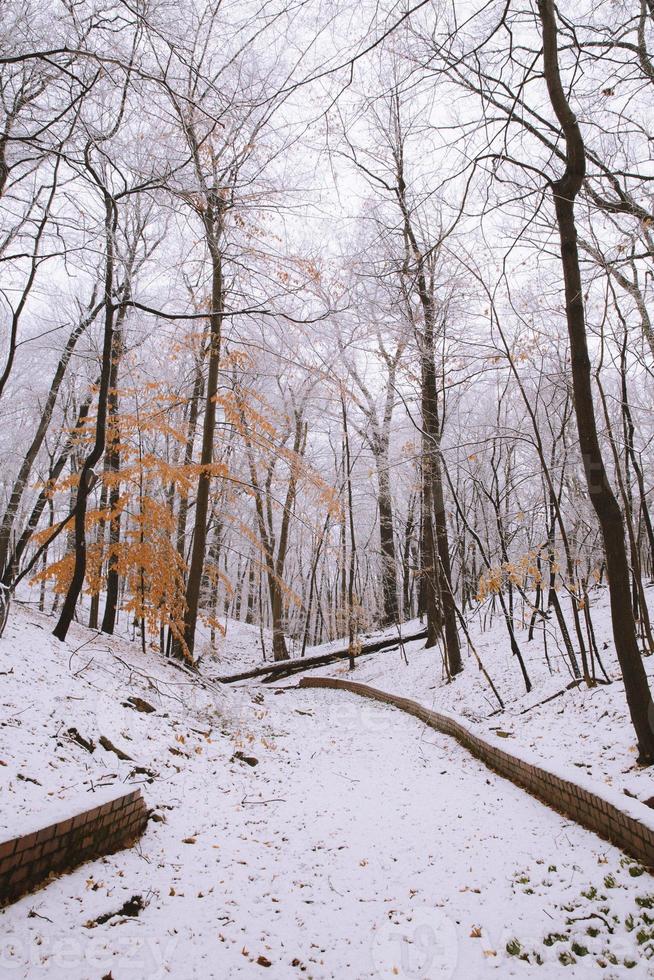 vista del bosque de invierno foto