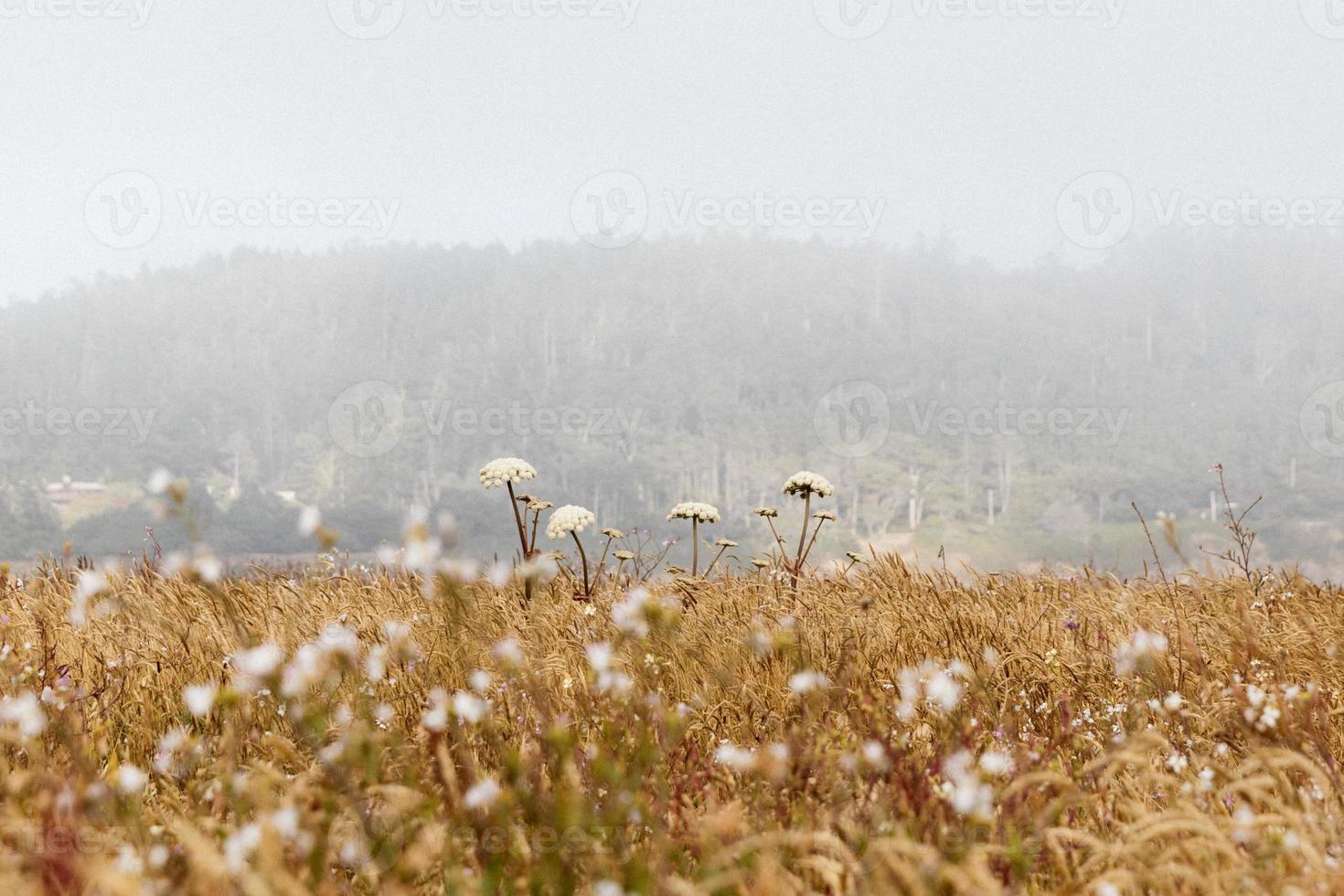 flores silvestres blancas en un campo foto