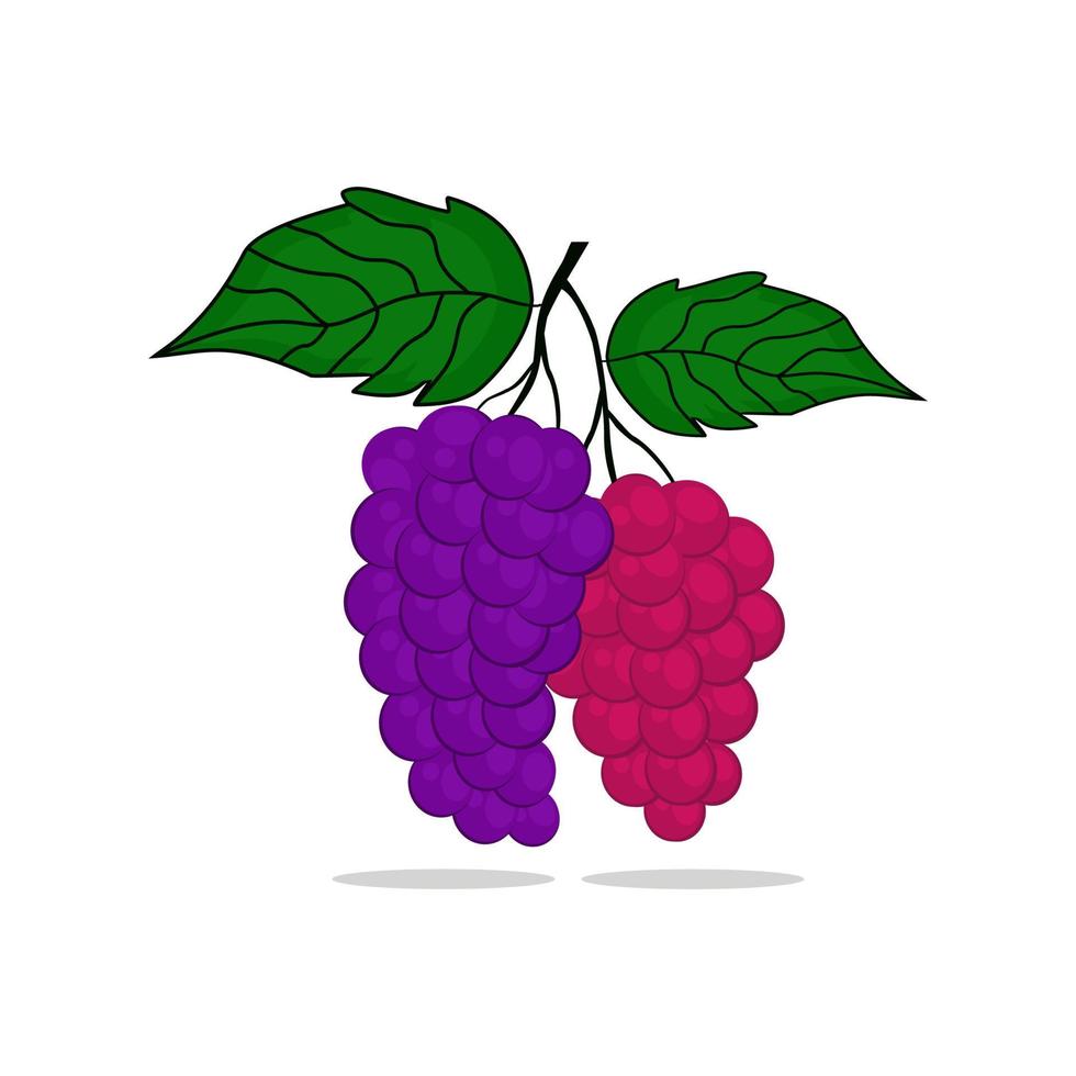 vector de uvas frescas moradas y rojas