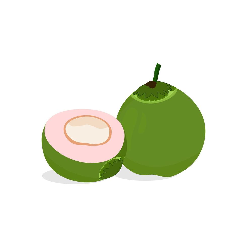 fresh purple coconut vector from indonesia