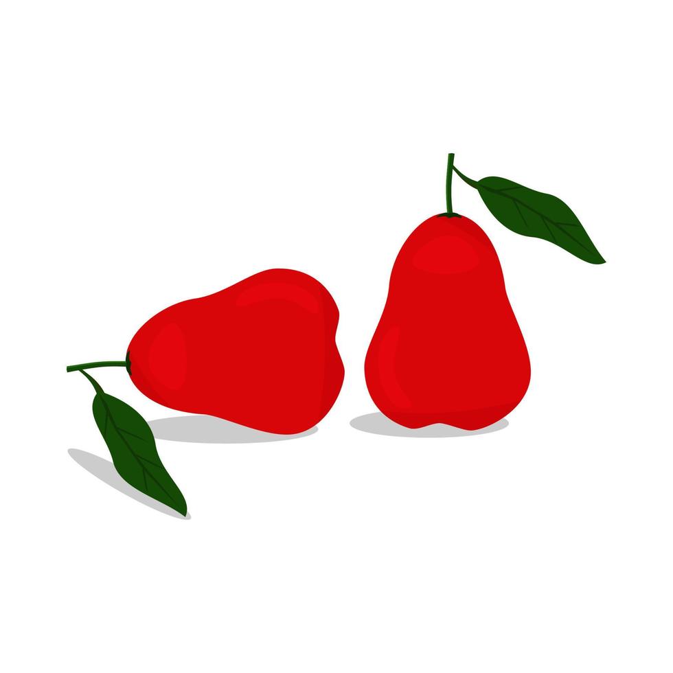 fresh guava fruit vector red color cdr . file