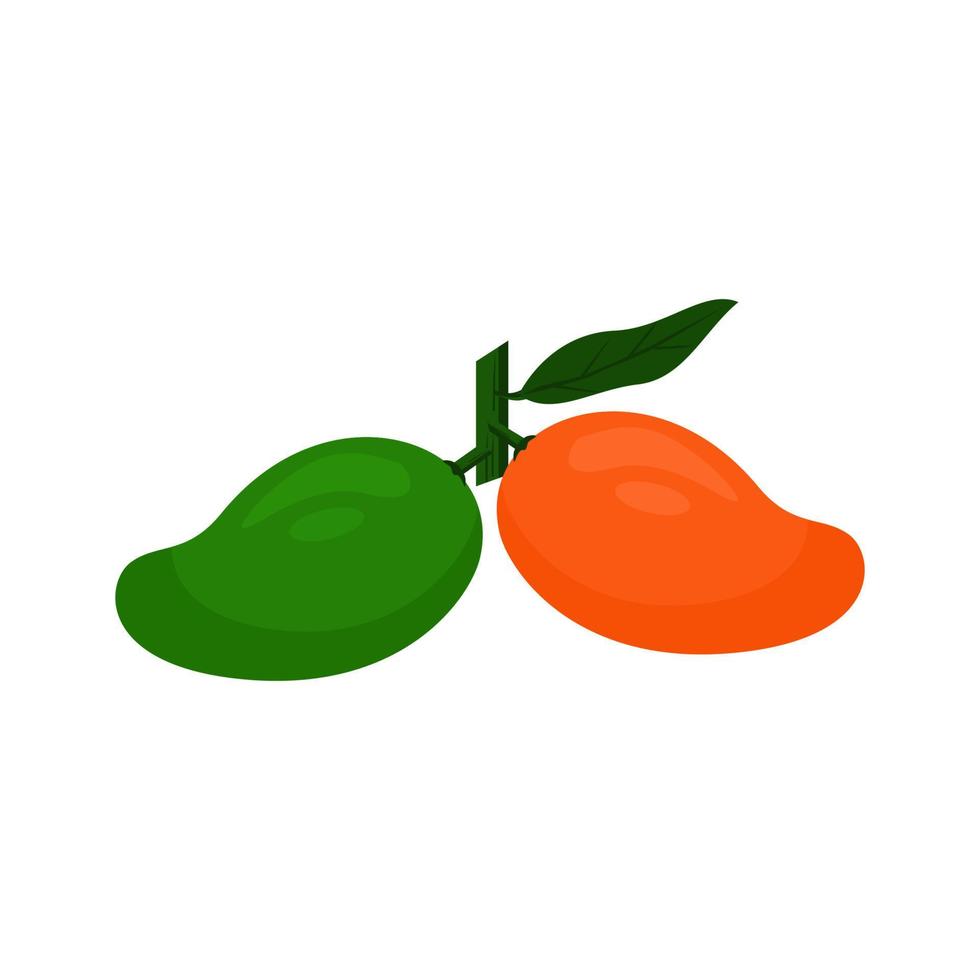 fresh green and orange mangoes are very sweet vector