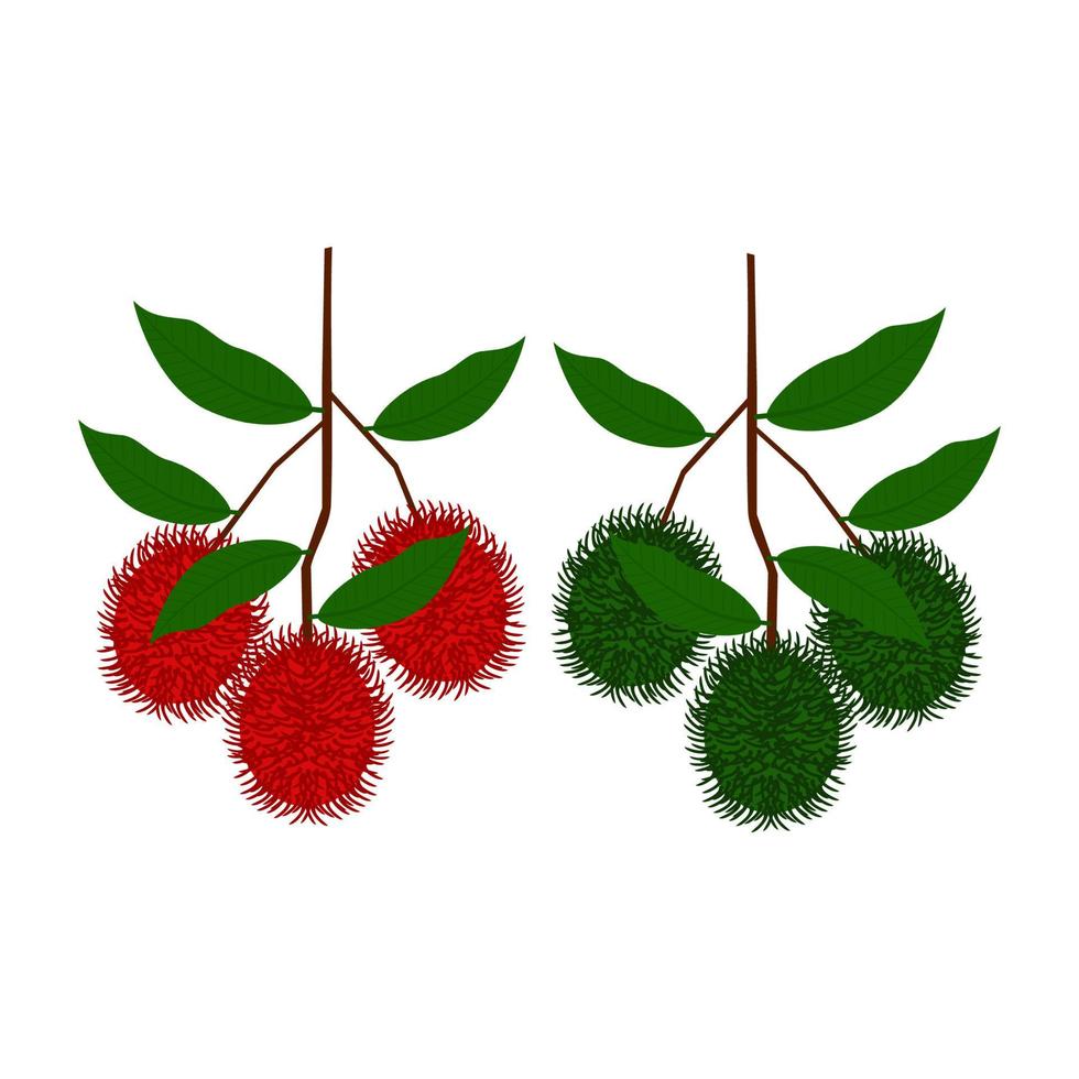 vector de fruta de rambután fresco rojo y verde