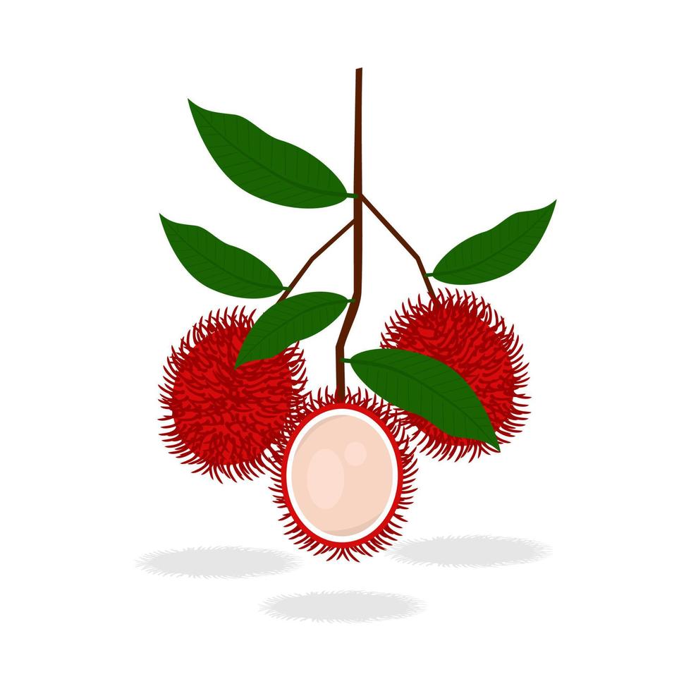 fresh red rambutan fruit vector