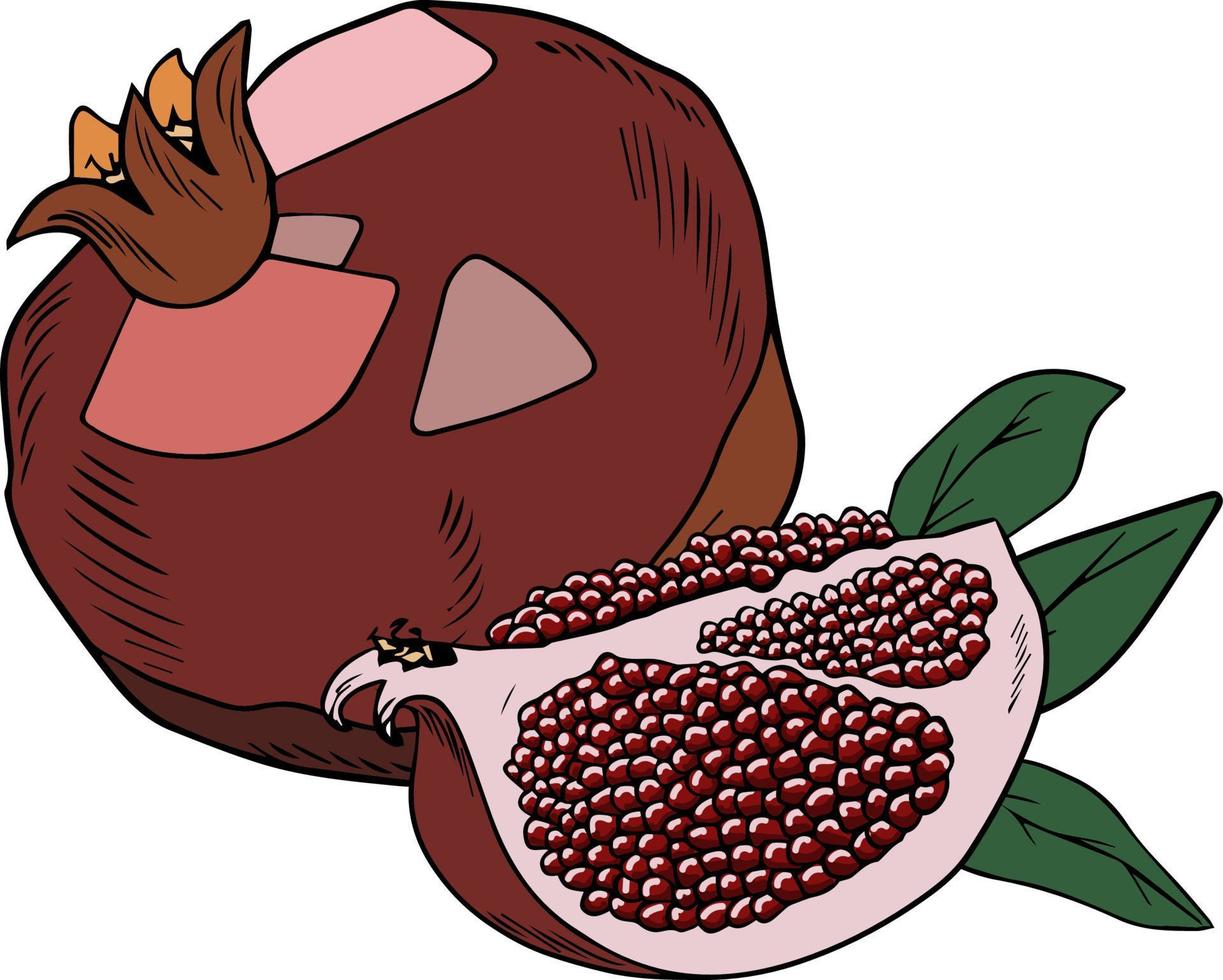 Vector pomegranates, whole and sliced with leaves, doodle style on white background. Vector illustration