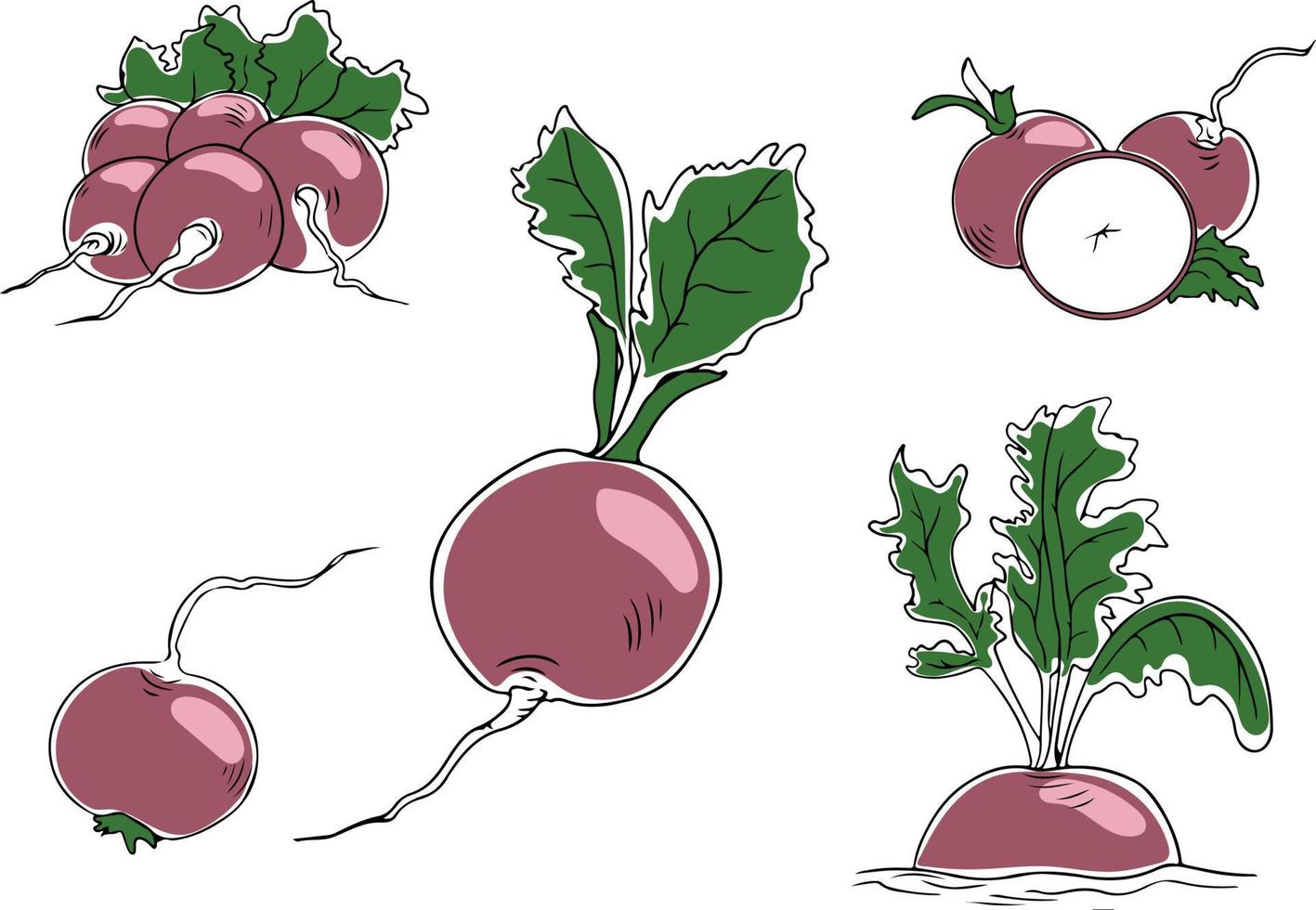 Colorful set of purple radish, whole and cut, isolated on white background. Vector illustration