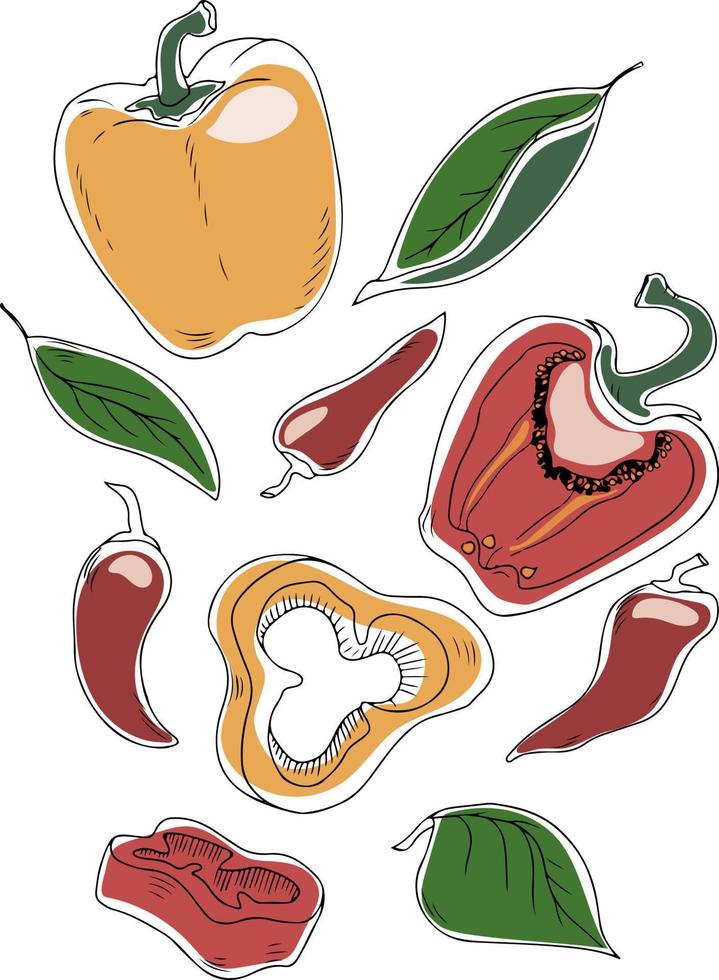 conjunto vectorial de pimientos y chiles con hojas aisladas en fondo blanco. ilustración vectorial vector