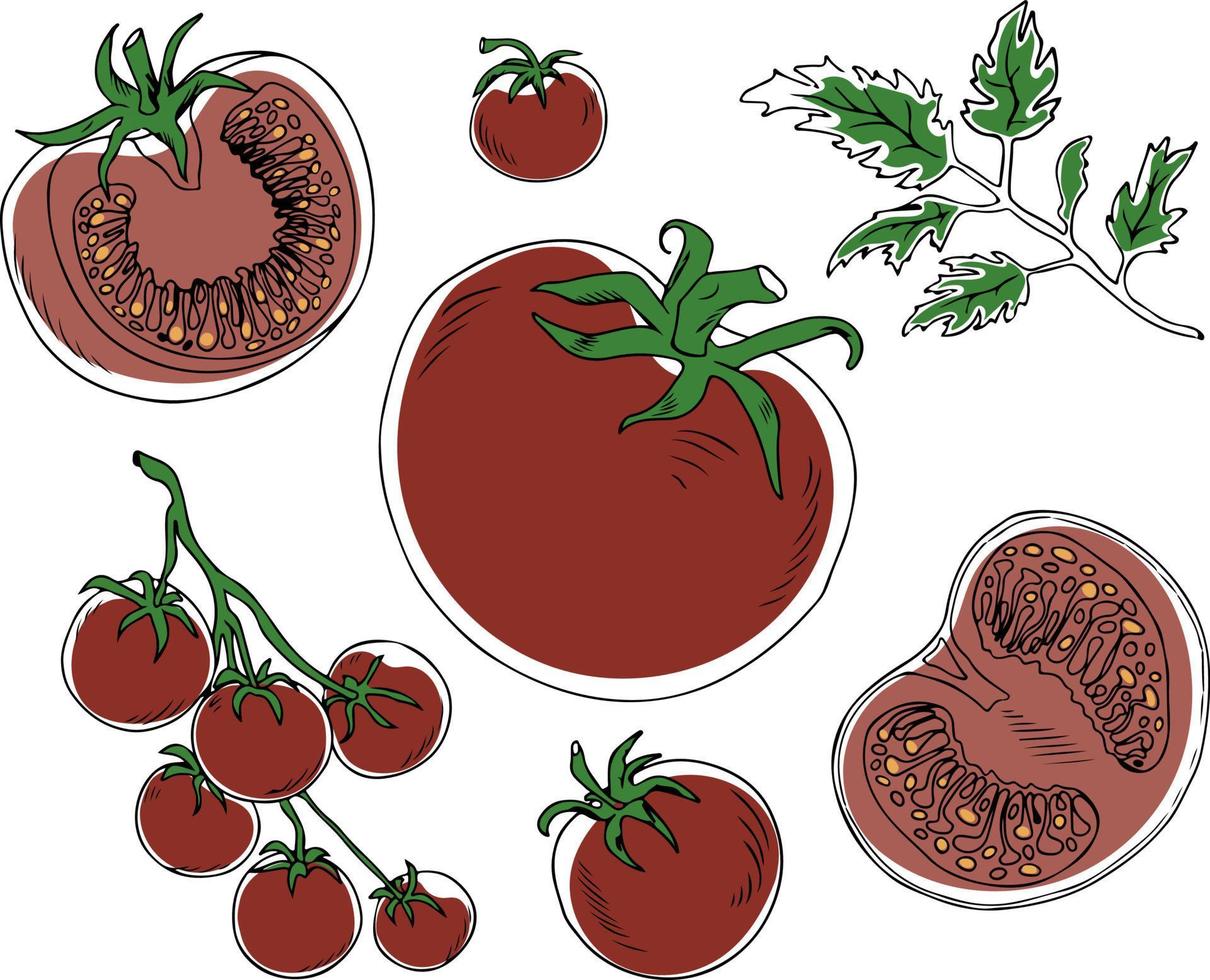 tomates vectoriales de color rojo colocados en un estilo de garabato simple sobre fondo blanco. ilustración vectorial vector