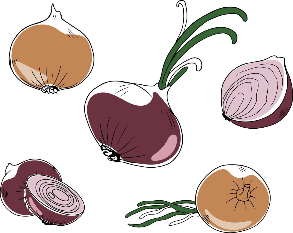 Colorful set on purple and yellow onions, whole and cut, isolated on white background. Vector illustration