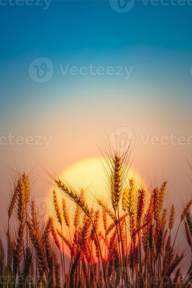 hermoso paisaje de campo de trigo dorado con fondo natural de puesta de sol. foto