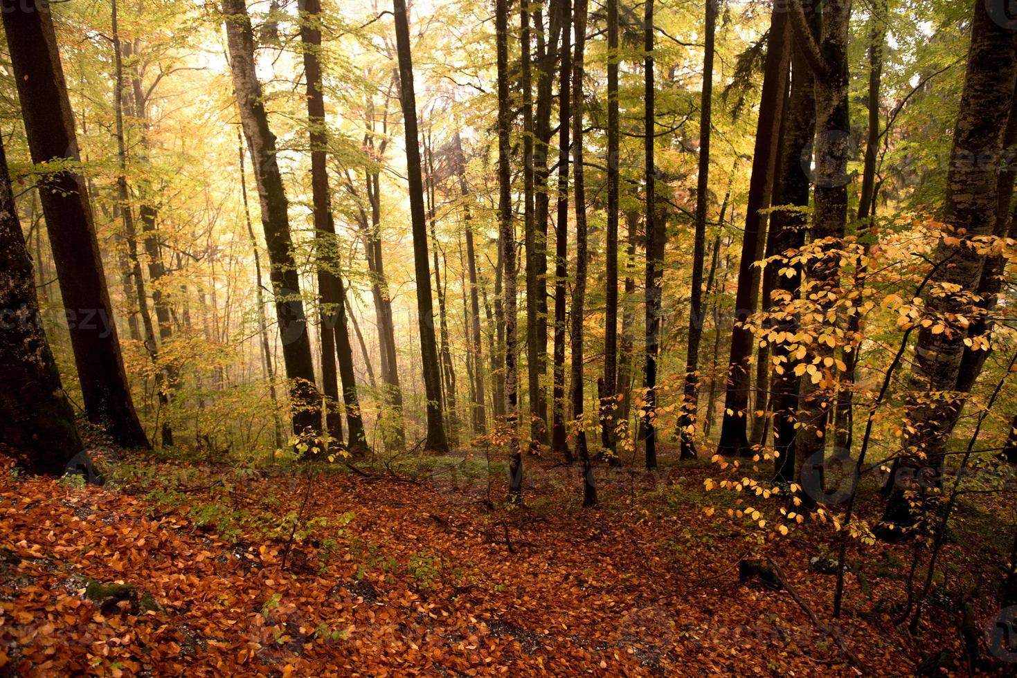 bosque de otoño colorido foto