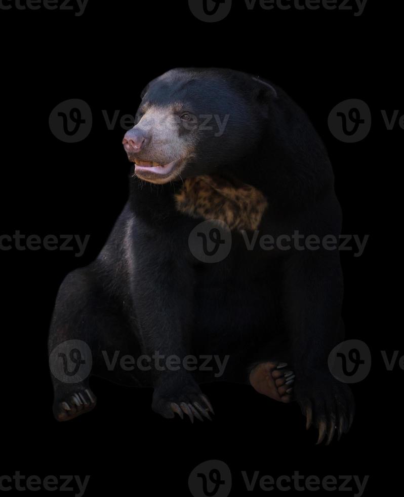 malayan sun bear  in dark background photo