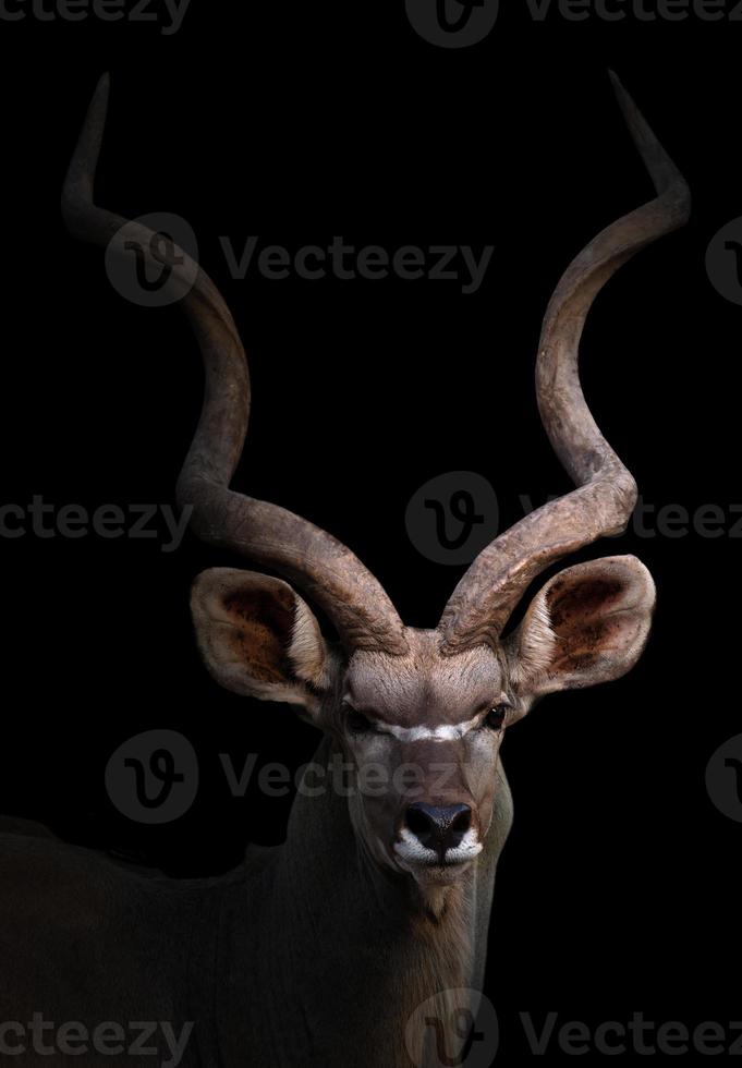 greater kudu in the dark photo