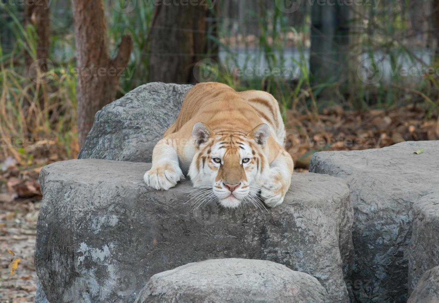 golden tabby tiger photo